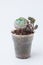 Succulent houseplant Echeveria twinberry flower in plastic cup on white background
