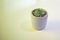 Succulent houseplants in clay pot planter on greenish table