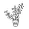 Succulent indoor plant Crassula ovata doodle.