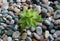 Succulent Leaves Of Single Jade Plant Growing On A Stone Soil