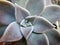 Succulent macro