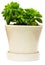 Succulent Peperomia dolabriformis in yellow pot. White background islated.