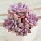 Succulent pink graptoveria debbie houseplants on white background