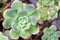 Succulent with Pink-tipped Pale Green Leaves