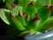 Succulent plant