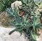 Succulent plant