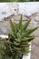 Succulent plant of Aloe perfoliata