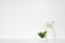 Succulent plant and Babys Breath flowers in a white vase on shelf against a white wall