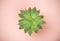 Succulent plant background. Home plants cactus on a pink background. Lifestyle and flatlay concept, copy space