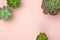 Succulent plant background. Home plants cactus on a pink background. Lifestyle and flatlay concept, copy space