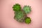 Succulent plant background. Home plants cactus on a pink background. Lifestyle and flatlay concept, copy space