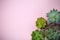 Succulent plant background. Home plants cactus on a pink background. Lifestyle and flatlay concept, copy space