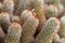 Succulent plant cactus macro
