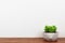 Succulent plant in a cement pot on wood shelf against a white wall
