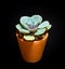 Succulent plant close-up Echeveria Gibbiflora in the earthen pot