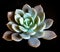 Succulent plant close-up Echeveria Orion in black background