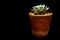 Succulent plant close-up Echeveria Orion in the earthen pot