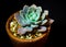 Succulent plant close-up Echeveria Orion in the earthen pot