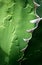 Succulent plant close-up, fresh leaves detail of Agave titanota Gentry