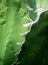 Succulent plant close-up, fresh leaves detail of Agave titanota Gentry