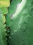 Succulent plant close-up, fresh leaves detail of Agave titanota Gentry