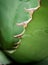 Succulent plant close-up, fresh leaves detail of Agave titanota Gentry