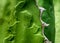 Succulent plant close-up, fresh leaves detail of Agave titanota Gentry