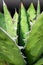 Succulent plant close-up, fresh leaves detail of Agave titanota Gentry