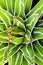 Succulent plant close-up, fresh leaves detail of Agave victoriae reginae