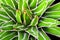 Succulent plant close-up, fresh leaves detail of Agave victoriae reginae