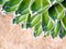 Succulent plant close-up, fresh leaves detail of Agave victoriae reginae