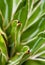 Succulent plant close-up, fresh leaves detail of Agave victoriae reginae