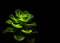 Succulent plant close-up fresh leaves detail of Echeveria Chroma