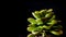 Succulent plant close-up fresh leaves detail of Echeveria Chroma
