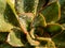 Succulent plant close up fresh leaves detail of Echeveria gibbiflora