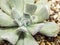 Succulent plant close-up fresh leaves detail of Echeveria Topsy