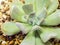 Succulent plant close-up fresh leaves detail of Echeveria Topsy