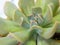 Succulent plant close-up fresh leaves detail of Echeveria Topsy