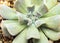 Succulent plant close-up fresh leaves detail of Echeveria Topsy