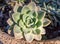 Succulent plant close up in garden pot - Echeveria Blue Atoll Succulent cactus plant