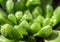 Succulent plant close-up, leaves texture of Haworthia Cooperi