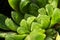 Succulent plant close-up, leaves texture of Haworthia Cooperi