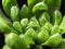 Succulent plant close-up, leaves texture of Haworthia Cooperi