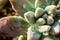 Succulent plant closeup fresh leaves detail of Graptosedum Darley Sunshine
