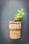 Succulent plant on cork magnet