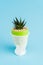 Succulent plant in crumpled plastic cup