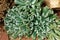 Succulent plant, desert plant for decoration