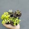 Succulent plant echeveria beauty leaves