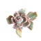 Succulent plant Echeveria Berkeley light variegata rosette flower plant isolated on white background