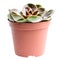 Succulent plant. Echeveria cactus in brown pot isolated on white